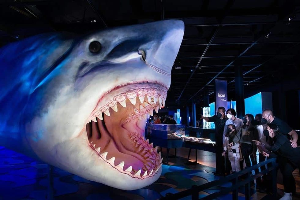 Blooloop 50 Museum Influencer AMNH megalodon exhibit