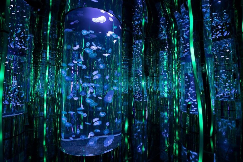 Bloom-Room-Infinite-Jelly-Aquarium at the Boardwalk