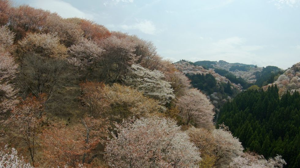 Blooming cherry blossom trees on a hillside under a cloudy sky.