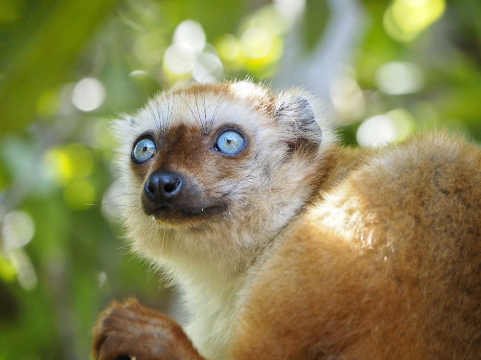 blue-eyed black lemur