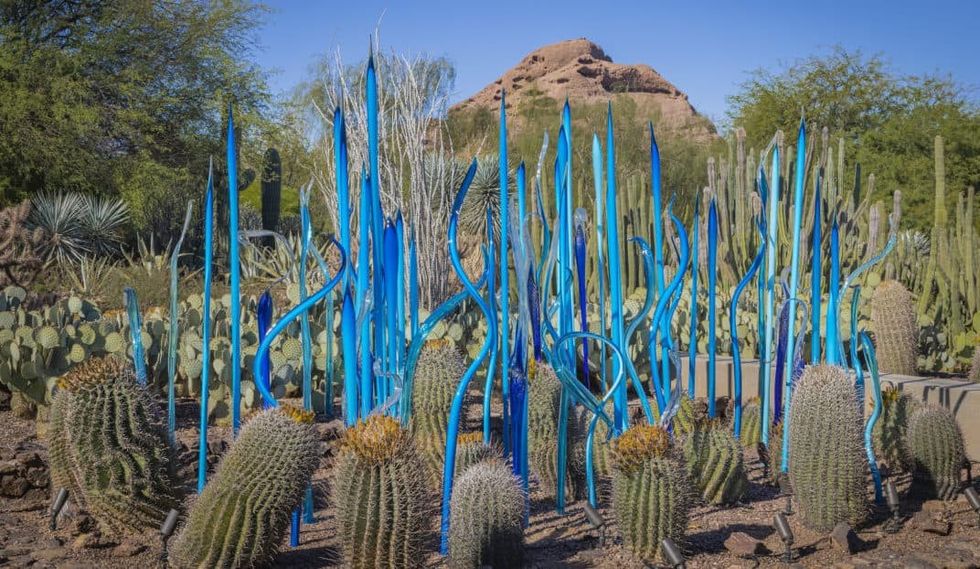 Blue glass sculptures amid cacti in a the Desert Botanical Garden, with a rocky hill in the background.