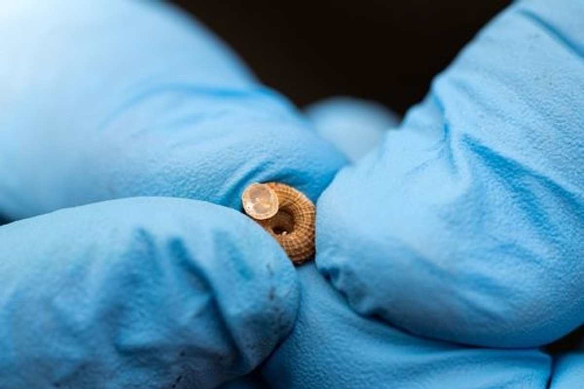 Blue-gloved hands holding a small brown snail with a clear bead on top.