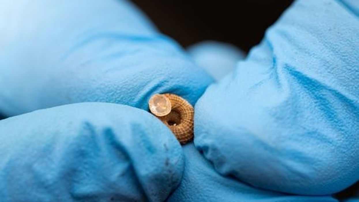 Blue-gloved hands holding a small brown snail with a clear bead on top.