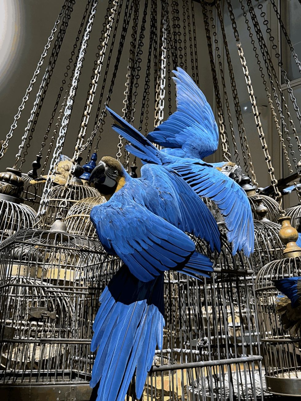 Blue parrots perched on metal cages with hanging chains in the background at Art Zoo Museum