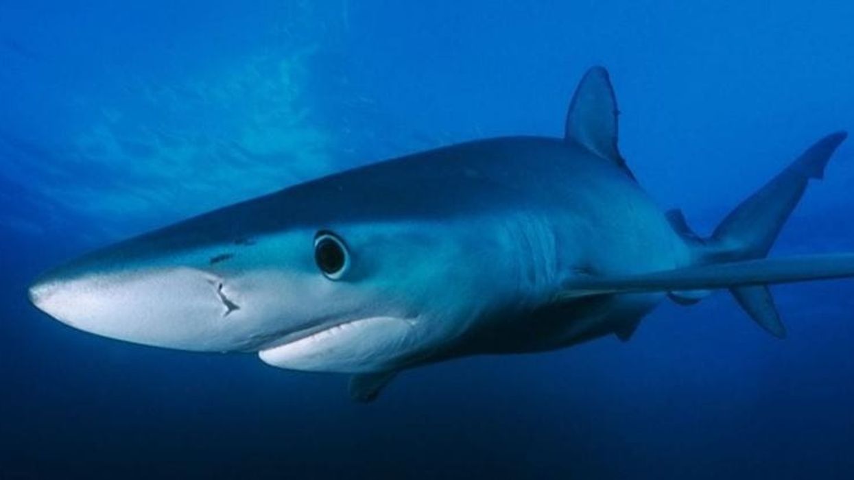 blue shark