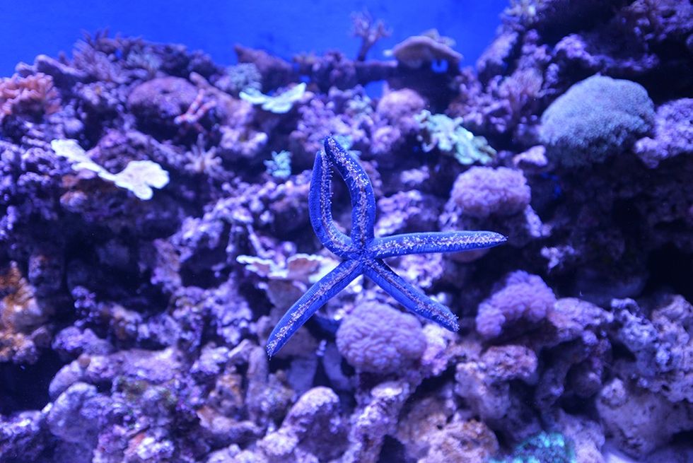 blue starfish Cairns Aquarium