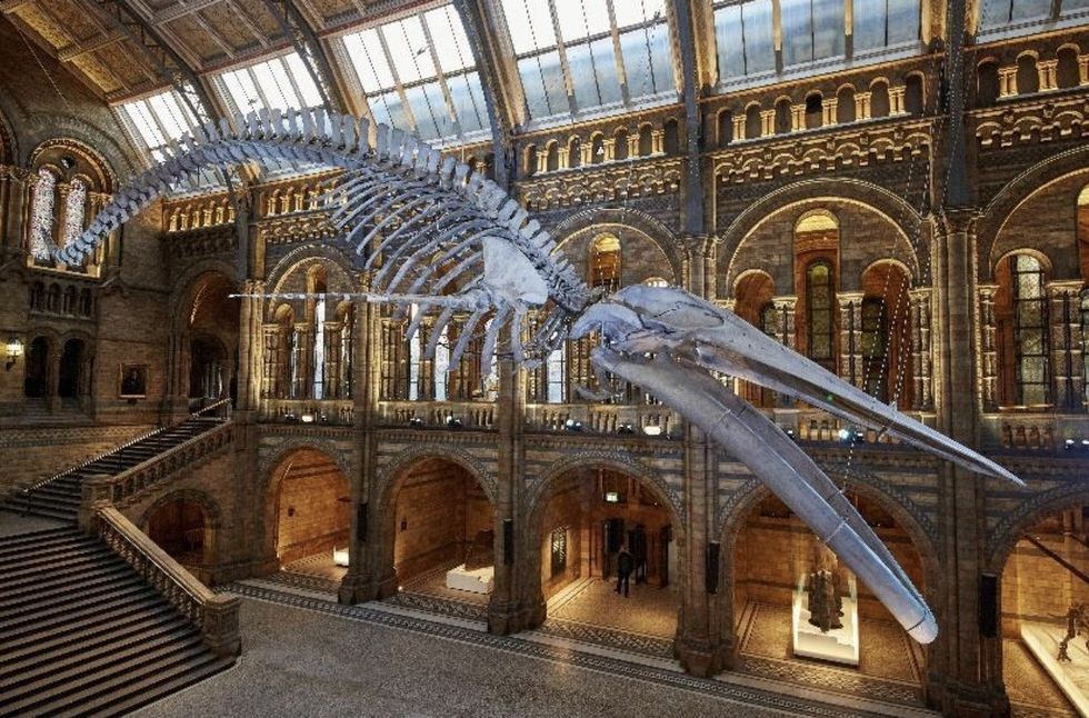 Blue whale skeleton suspended in a grand museum hall with arched windows and ornate ceilings.