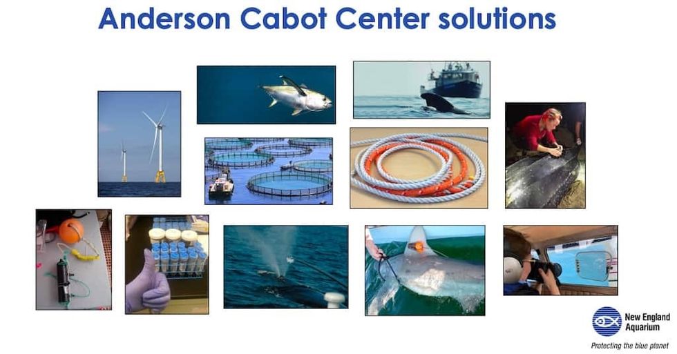 BlueSwell Anderson Cabot Center