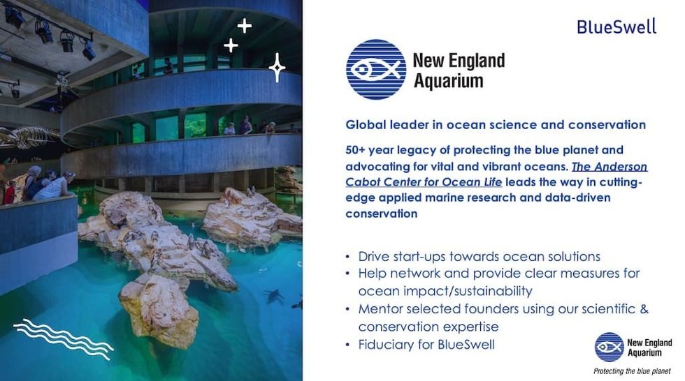 BlueSwell at New England Aquarium