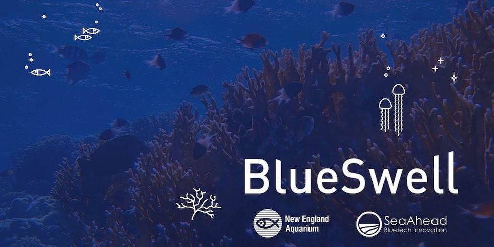 BlueSwell incubator New England Aquarium