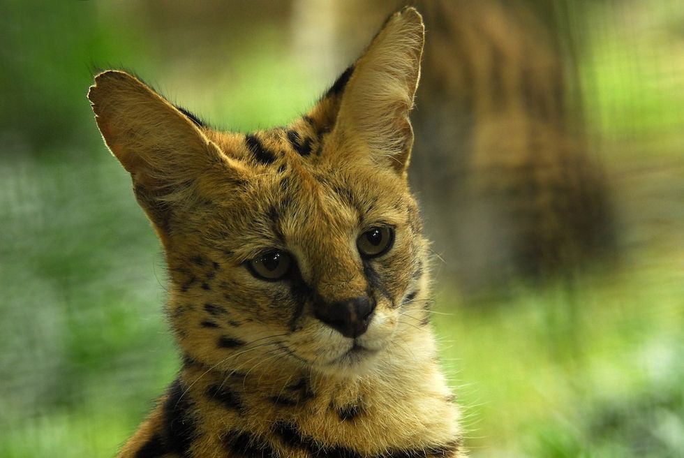 Bobcat Hattiesburg Zoo