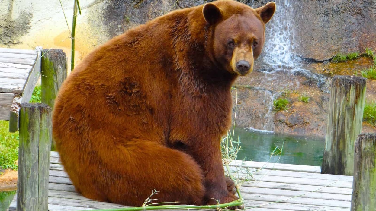 Boodah the bear Alabama Gulf Coast Zoo