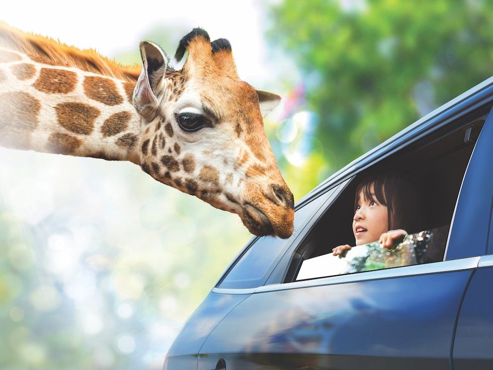 Booking Boss Giraffe