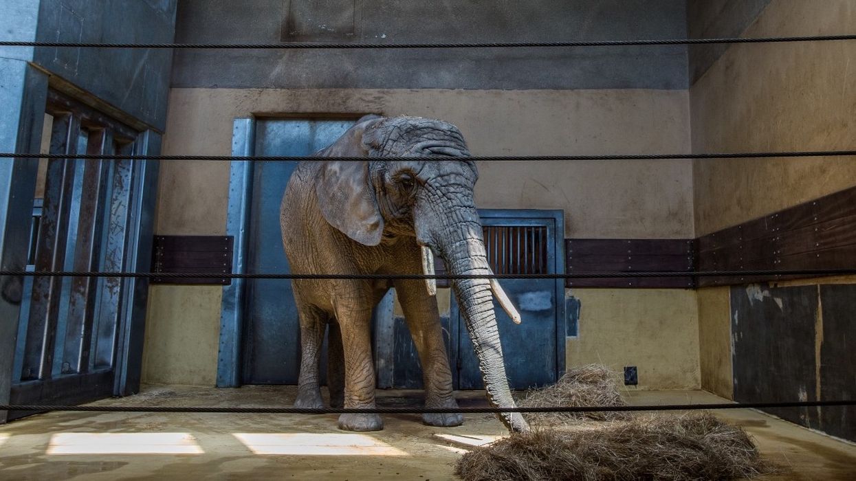 born free elephant zoo