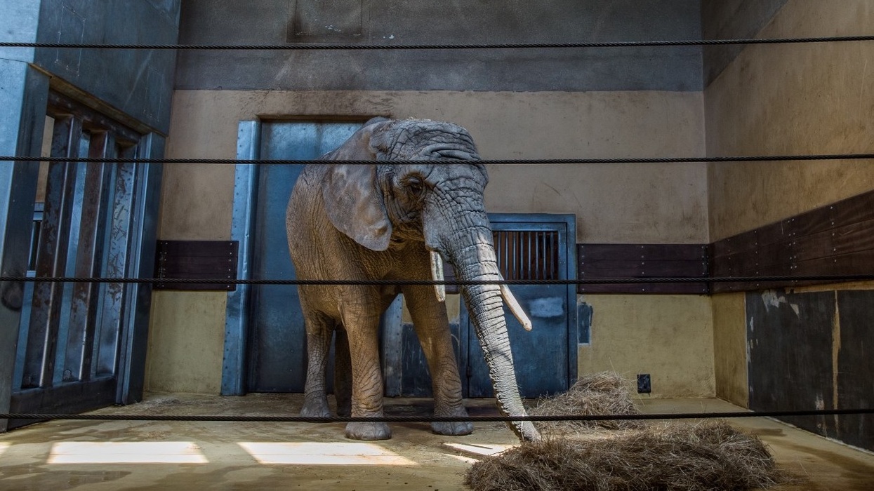 born free elephant zoo