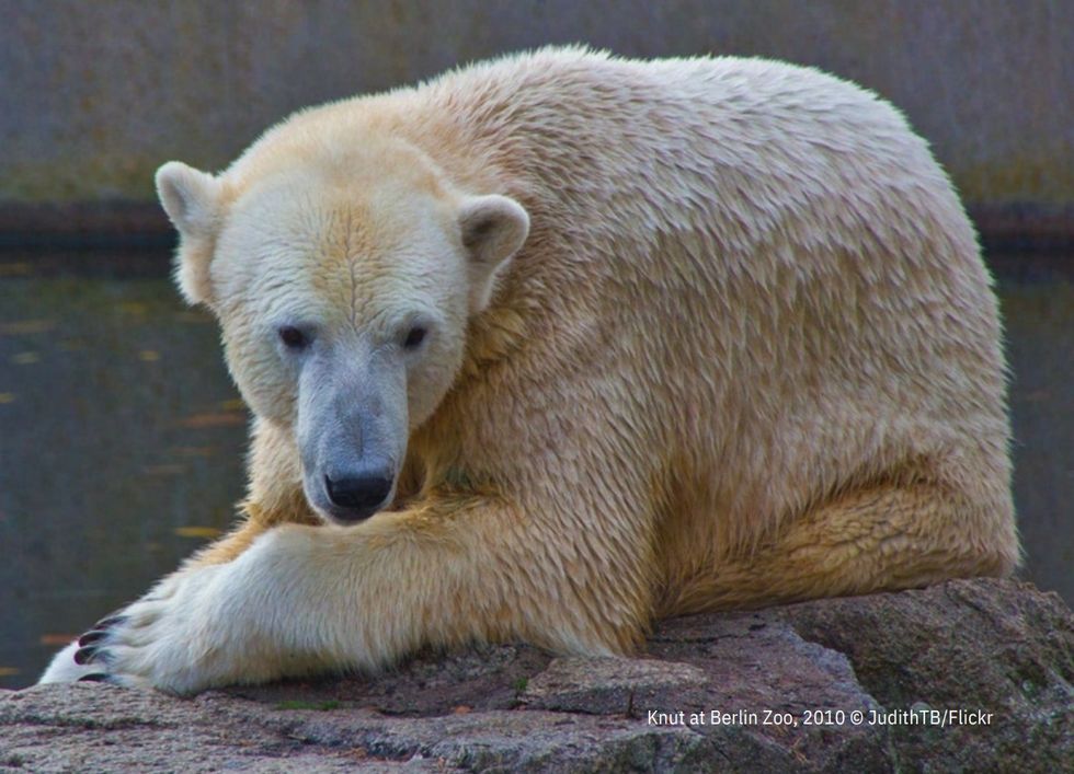 born free polar bear