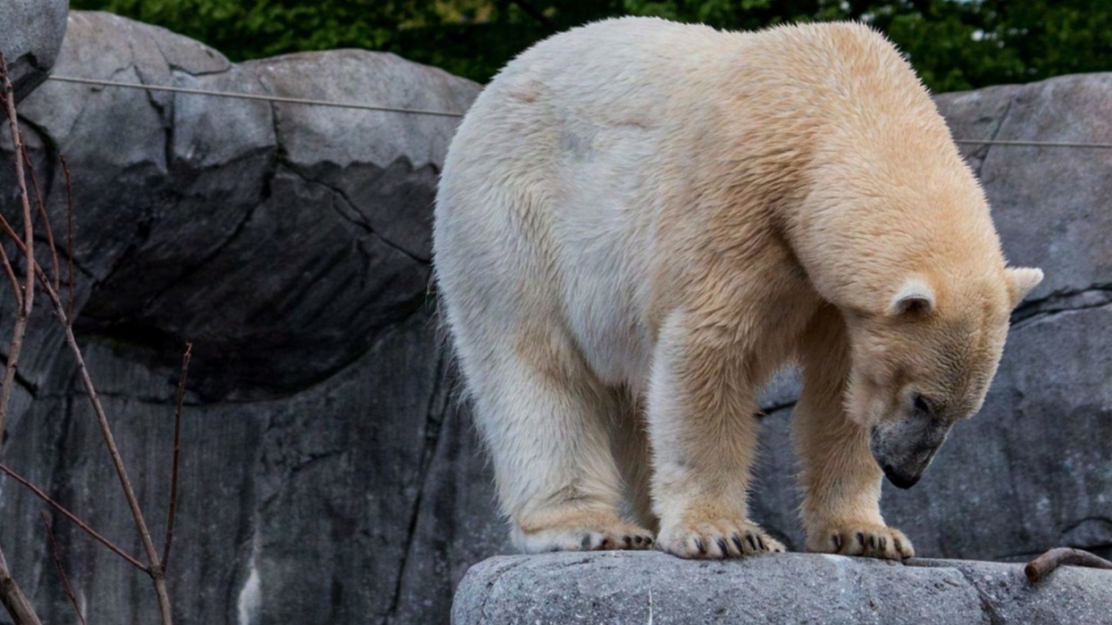 born free polar bear