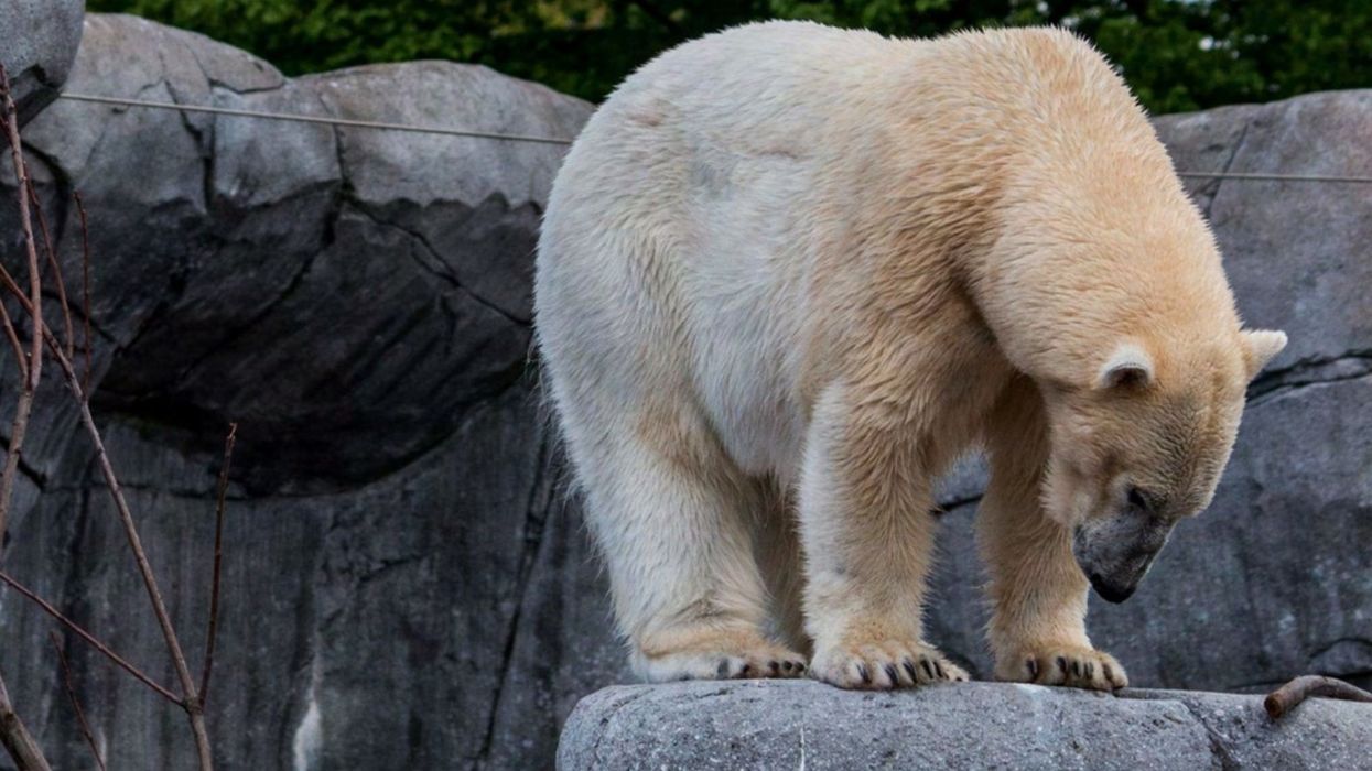 born free polar bear