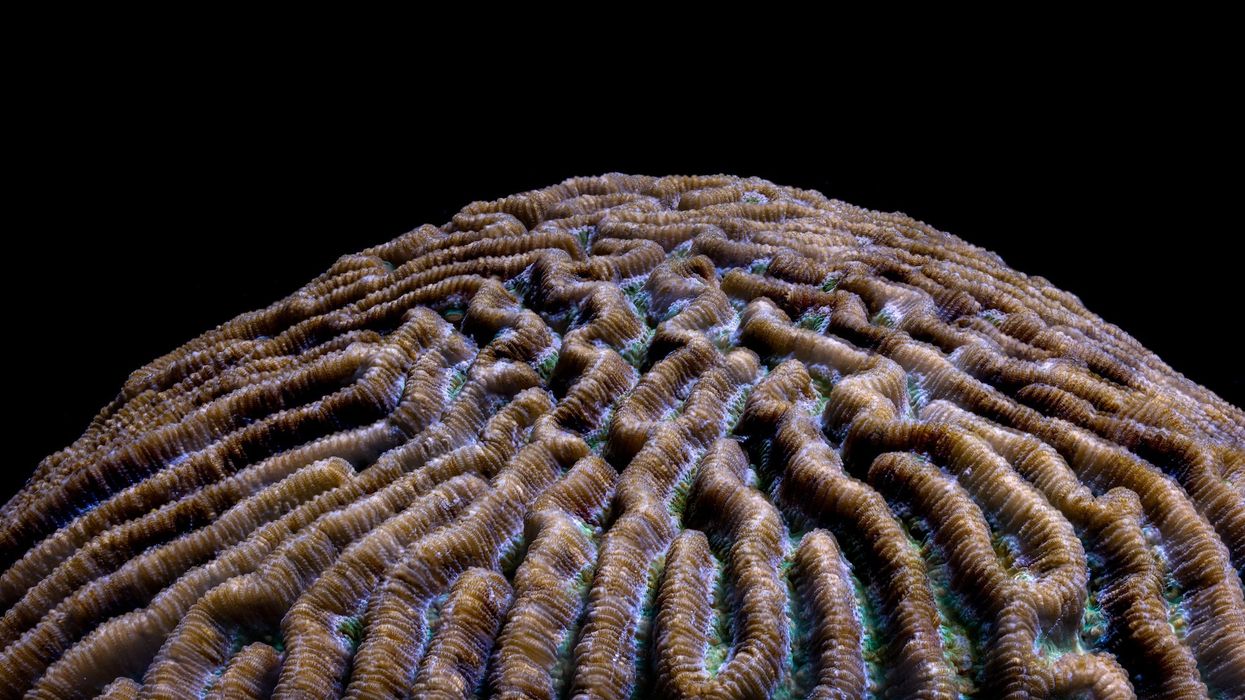 boulder brain coral