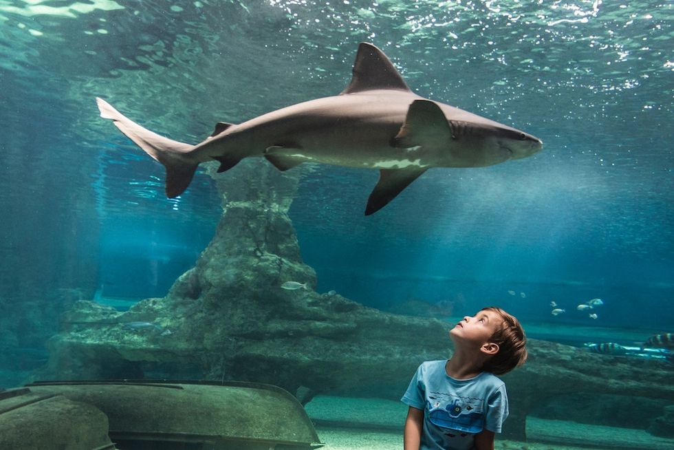 Boy admiring a shark swimming overhead in an aquarium.