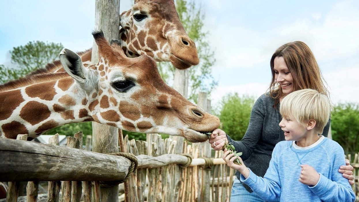 boy and mother feeding giraffes at odense zoo denmark, mobaro park