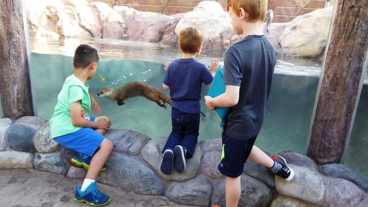 Boys water a river otter at Otter Passage at Milwaukee County Zoo