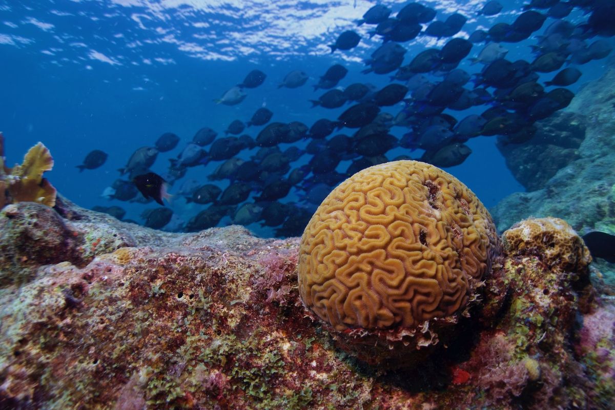 Brain coral on a reef with a school of fish in the background.