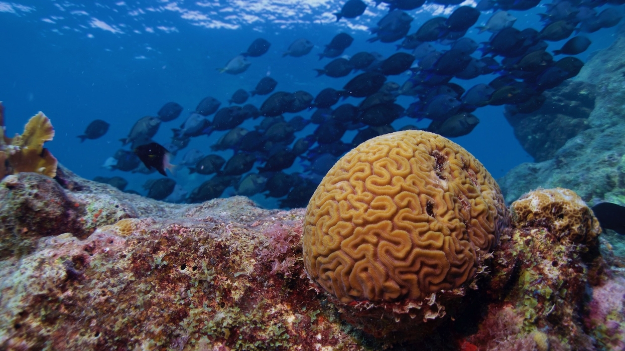 Brain coral on a reef with a school of fish in the background.