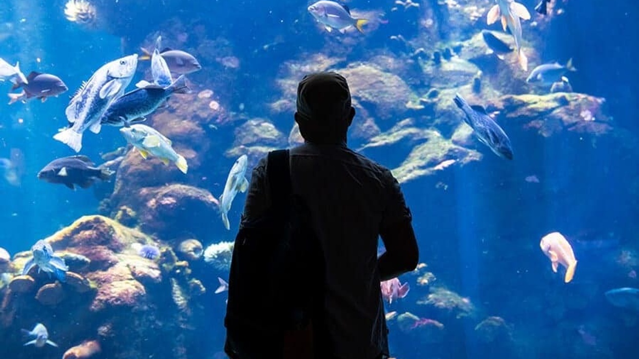 brevard zoo aquarium project