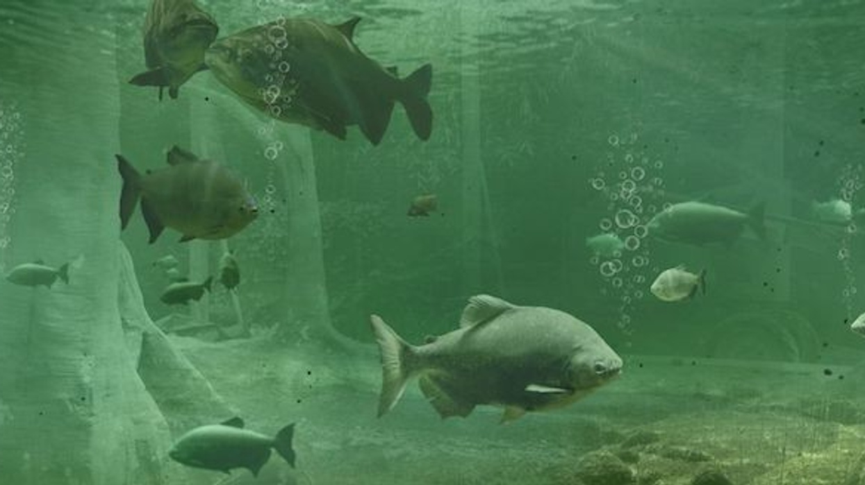 Brevard-Zoo-AR Falcon's Creative