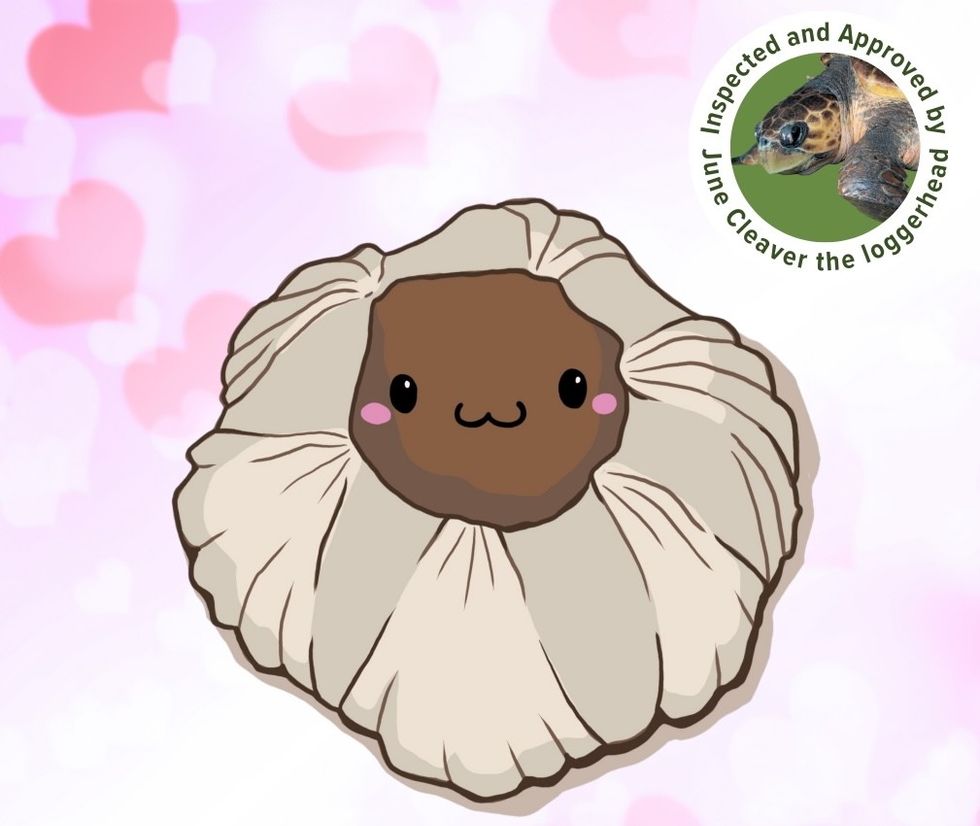 brevard zoo barnacle