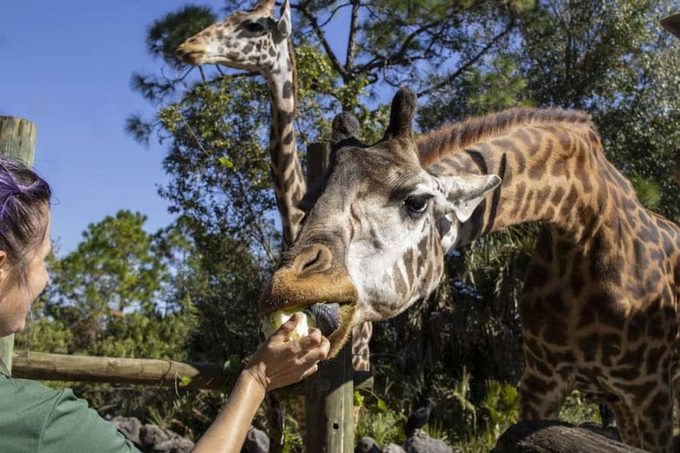 brevard zoo keeper feeding giraffe