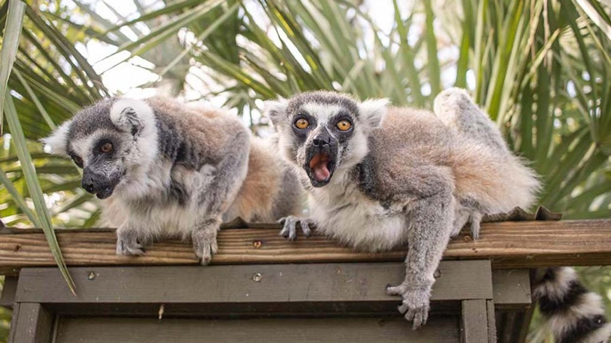brevard zoo lemurs