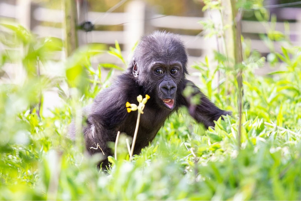bristol zoo gorilla