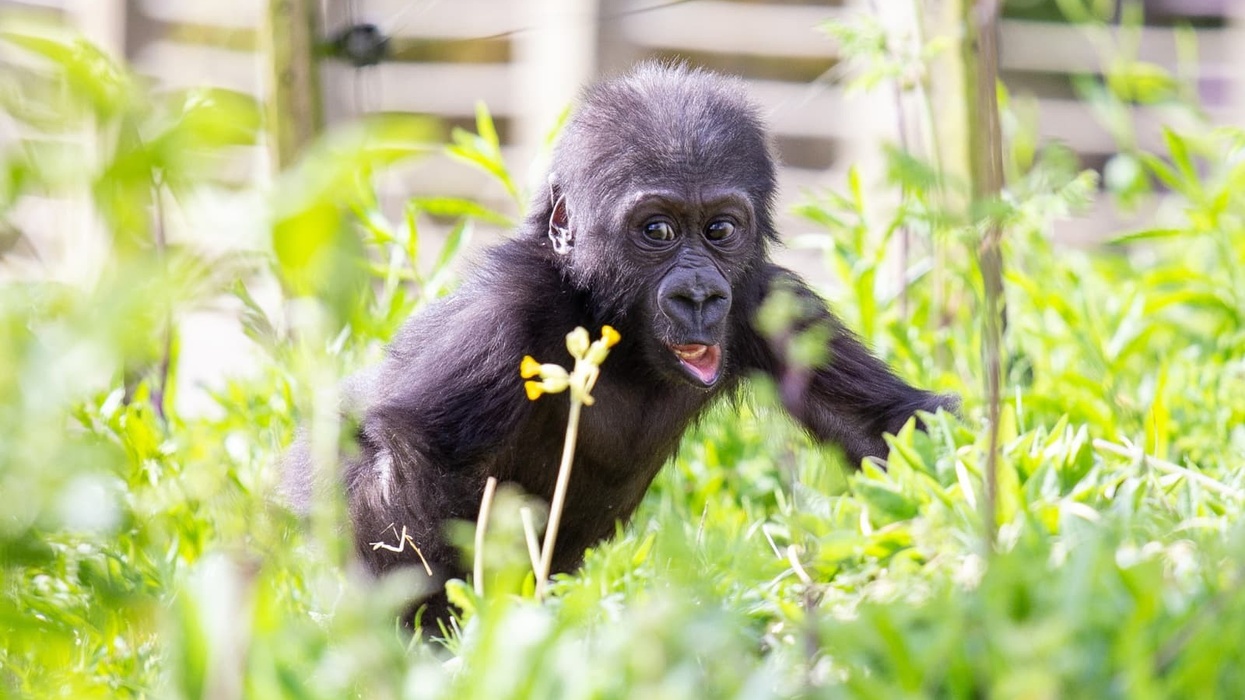 bristol zoo gorilla