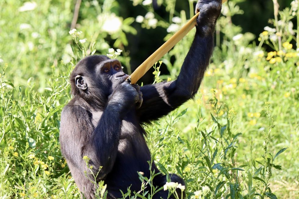 bristol zoo gorilla