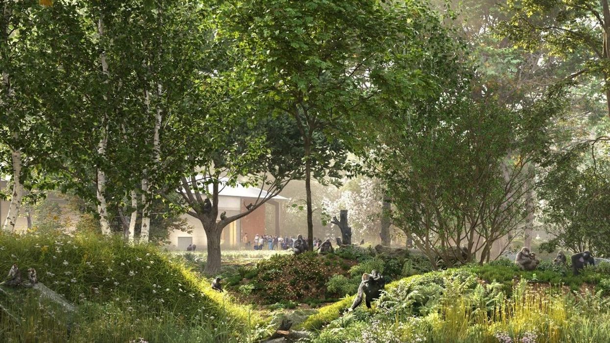 bristol zoo project central african forest habitat