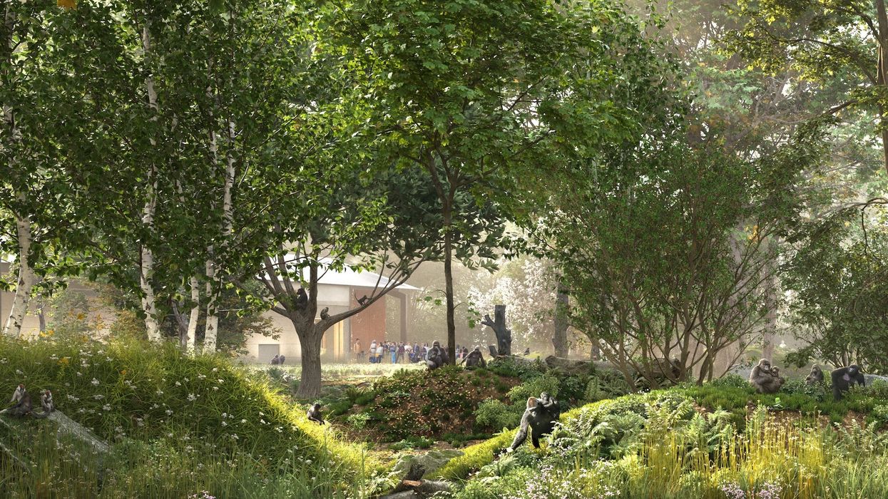 bristol zoo project central african forest