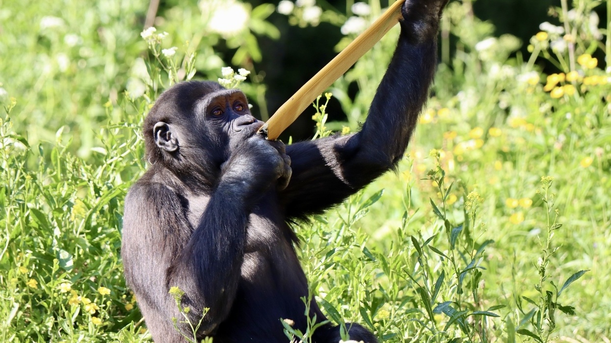bristol zoo project gorilla