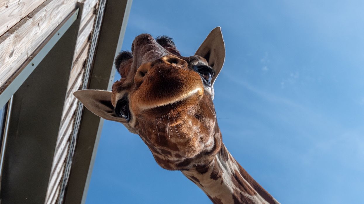 bristol zoo project