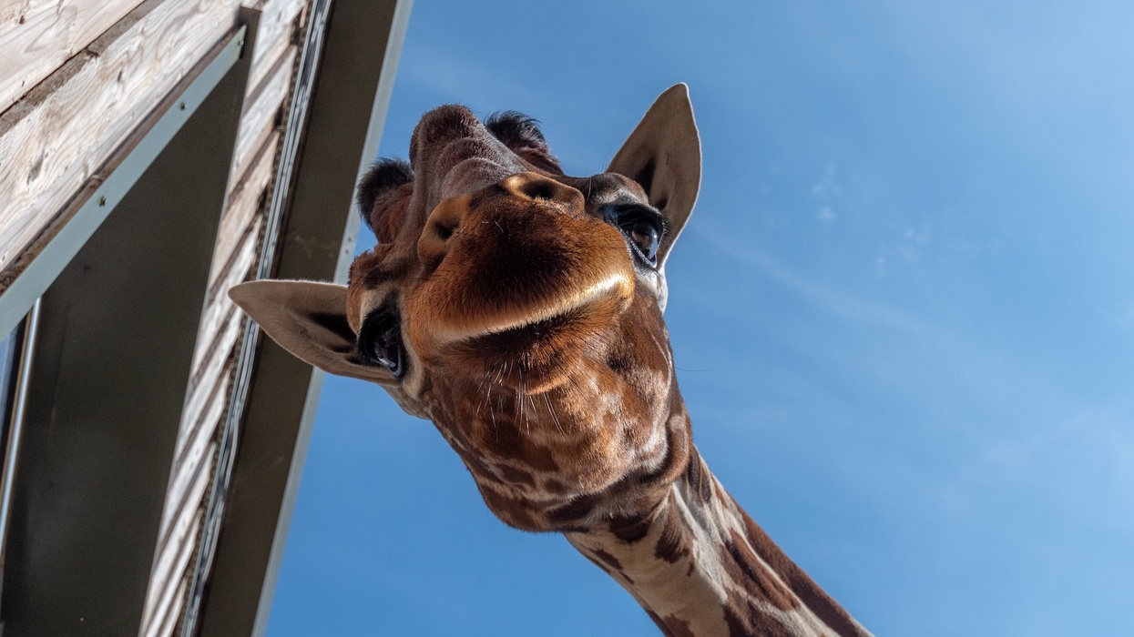 bristol zoo project