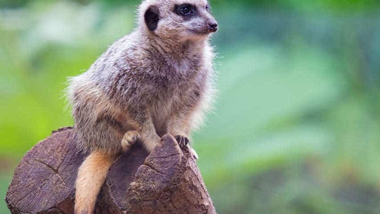 bristol zoo