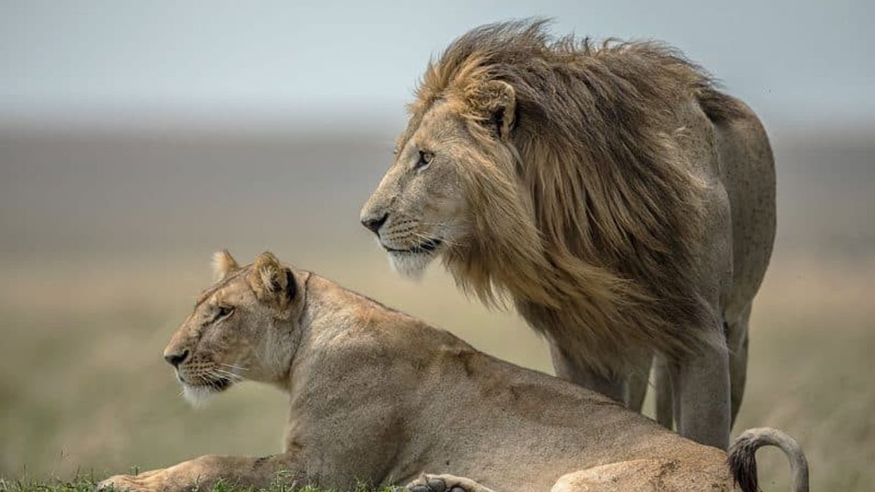 british airways born free