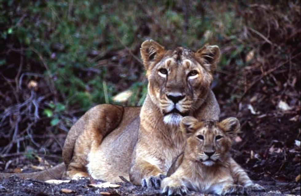 british airways born free