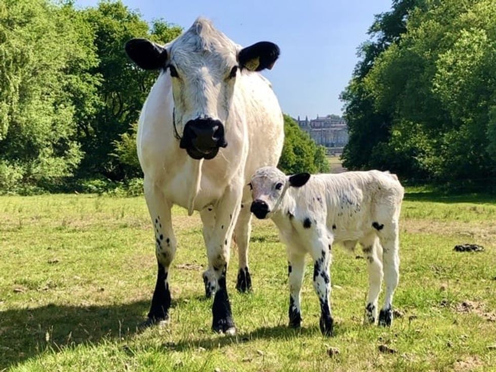 British White Cattle in the grounds