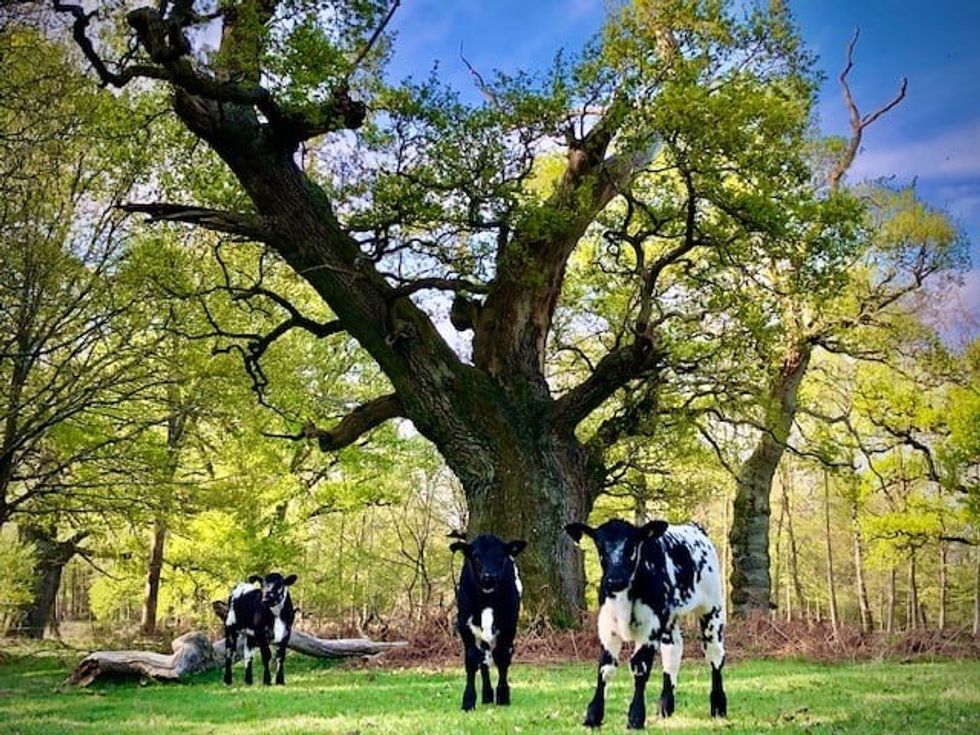 British White Cattle in the Park Blenheim Estate