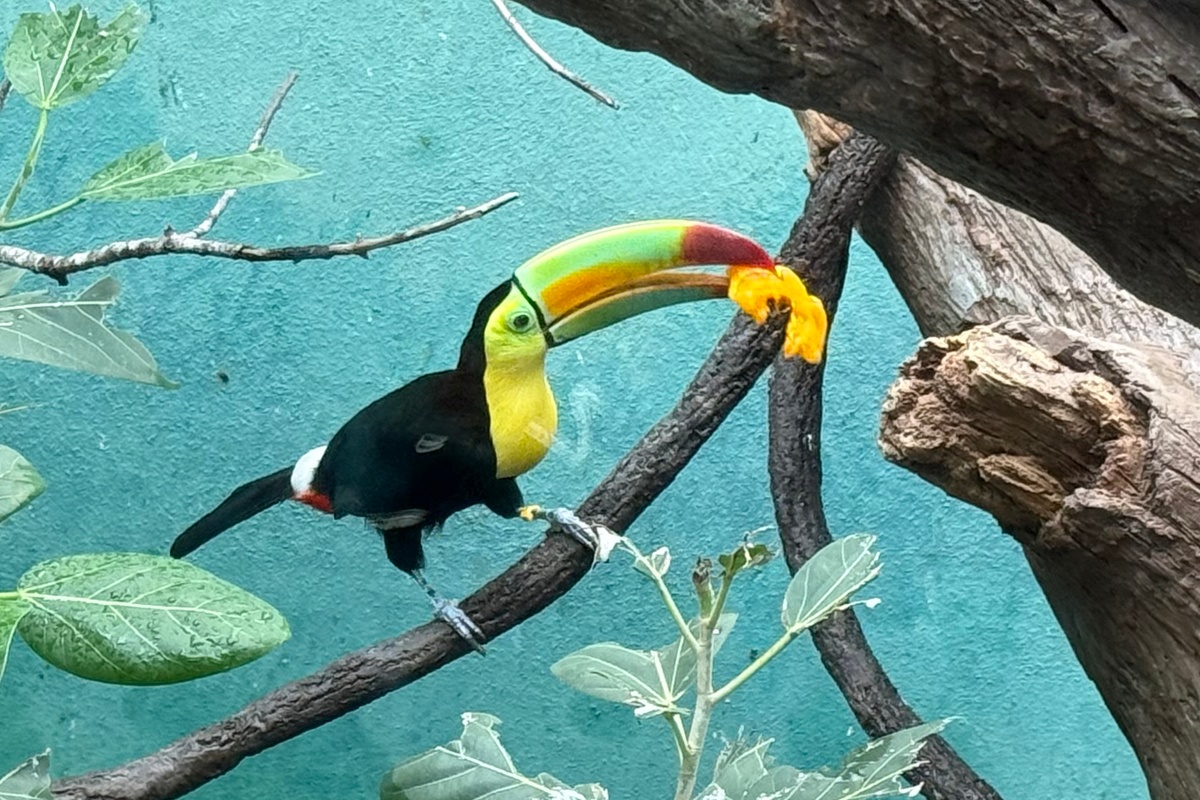 Bronx Zoo Toucan
