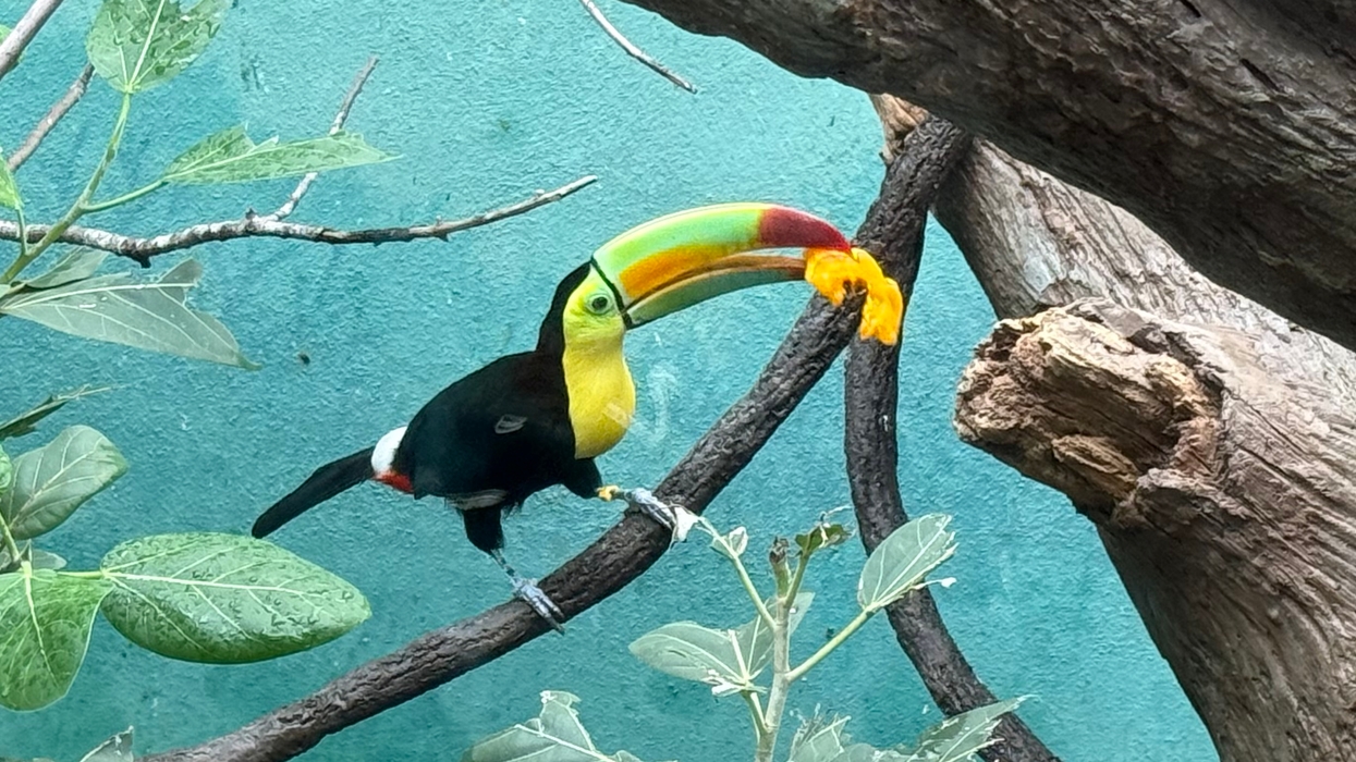 Bronx Zoo Toucan