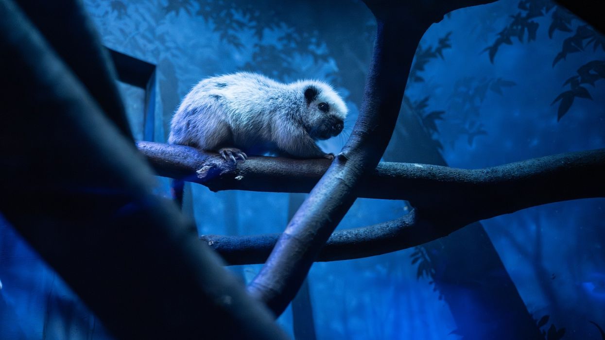 bronx zoo world of darkness