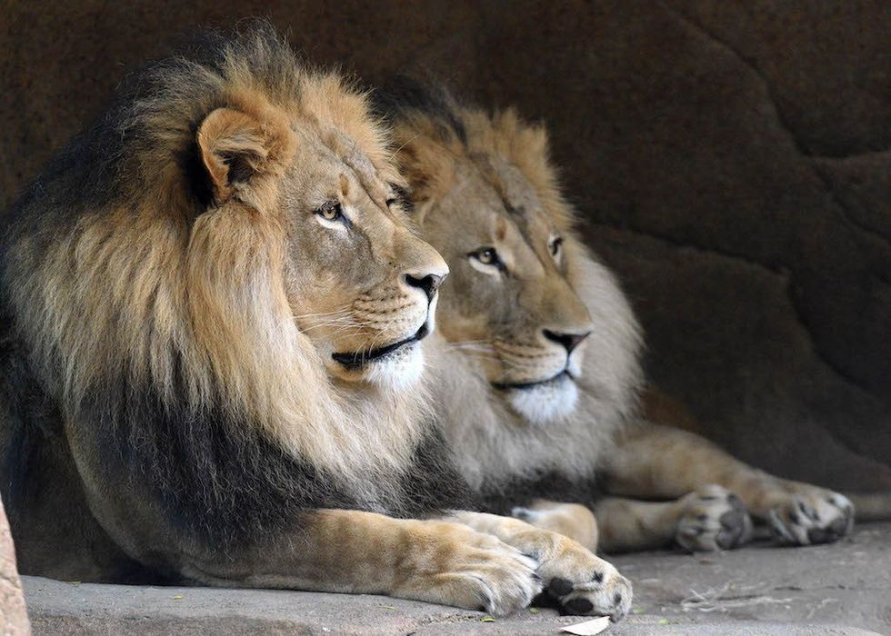 Brookfield Zoo’s African lions, Brutus and Titus